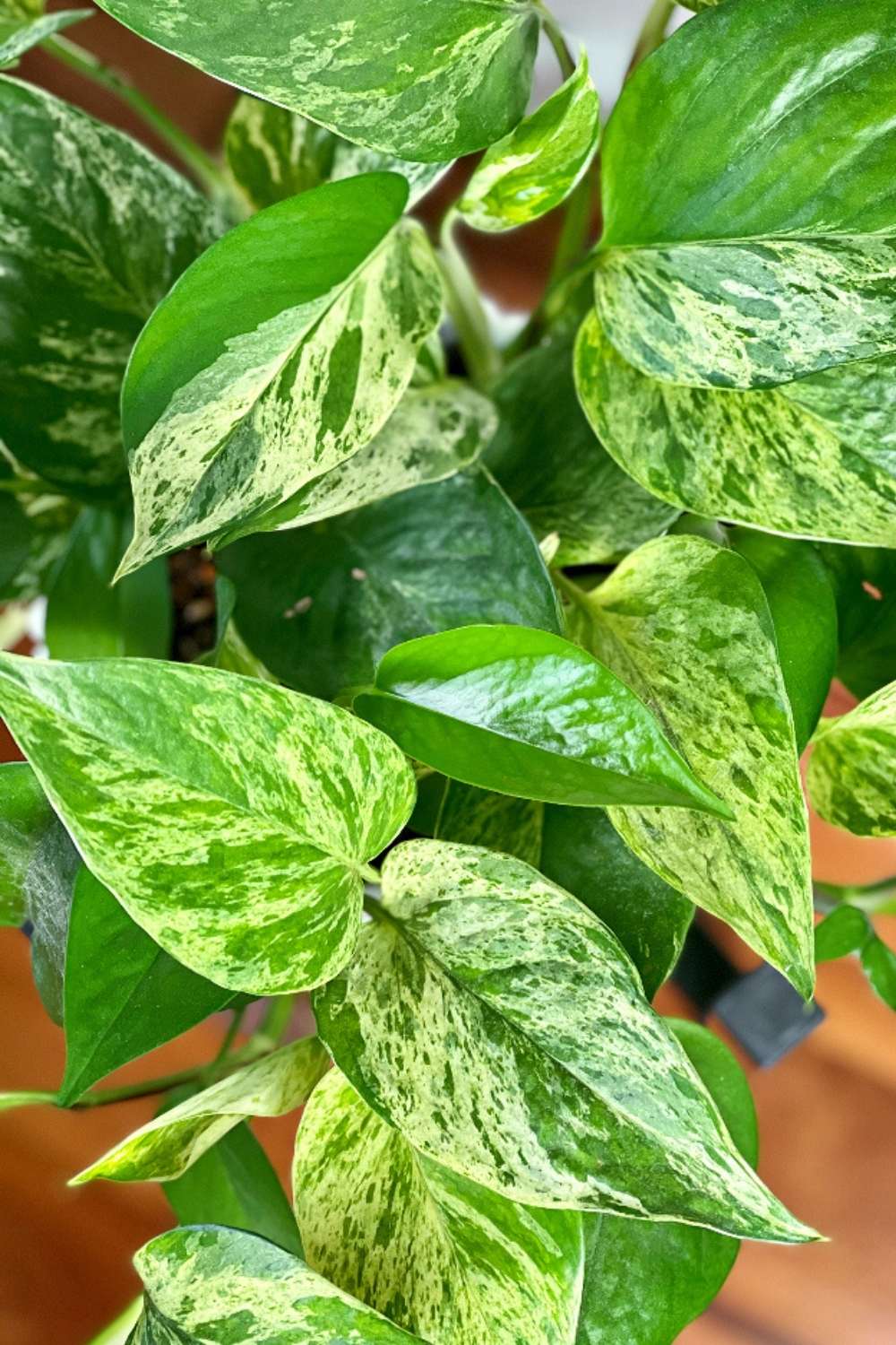 Pothos Plants